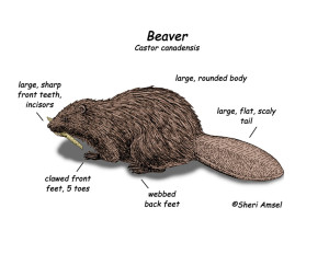 The Beaver